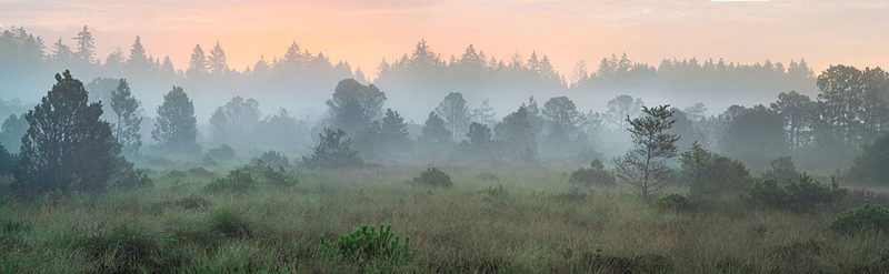 Misty Forest Morning art print by Ulrike Eisenmann for $57.95 CAD