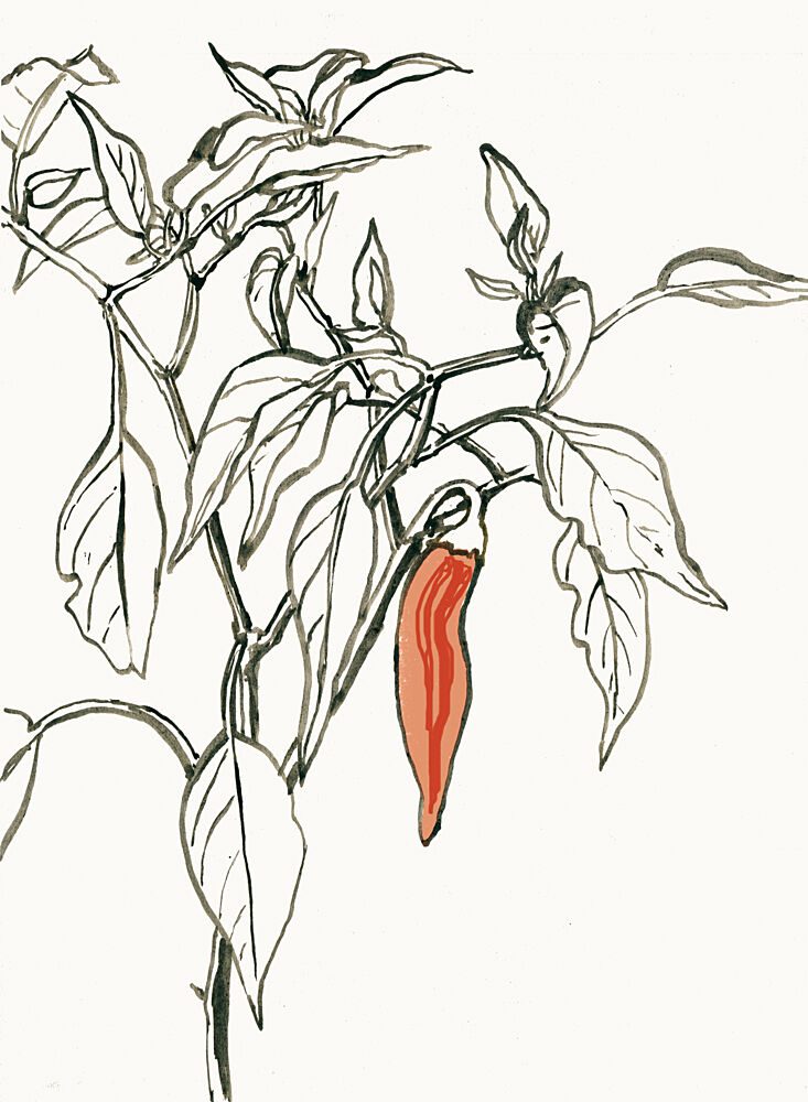 Vibrant Chili Drawing art print by Catalina Somolinos for $57.95 CAD