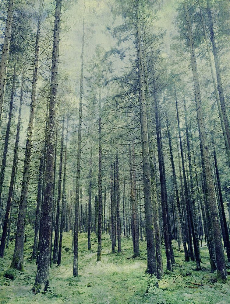 Misty Forest Path art print by Angelo Cerantola for $57.95 CAD