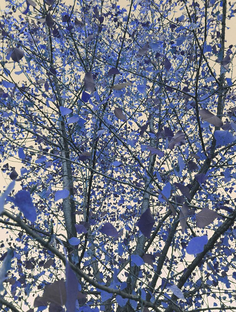 Surreal Blue Canopy art print by Angelo Cerantola for $57.95 CAD