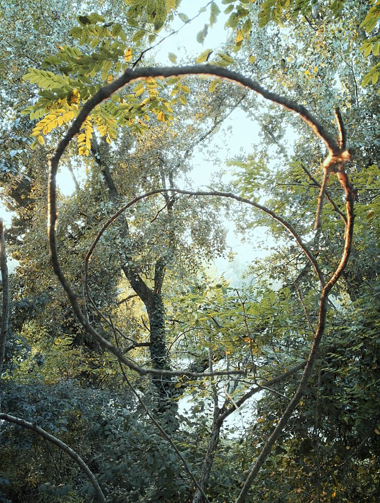 Natures Woven Arch art print by Angelo Cerantola for $57.95 CAD