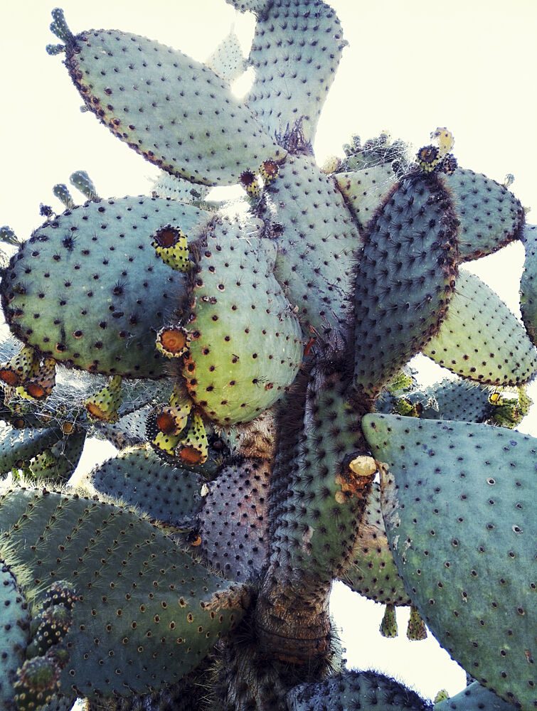 Prickly Pear Cactus art print by Angelo Cerantola for $57.95 CAD