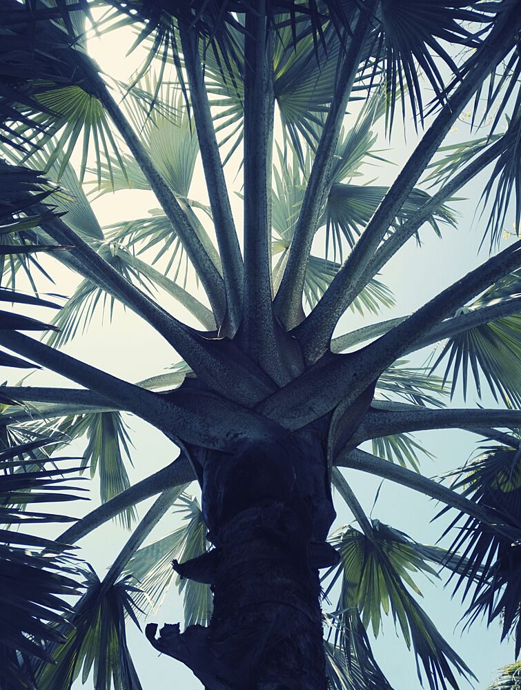 Upward Palm View art print by Angelo Cerantola for $57.95 CAD