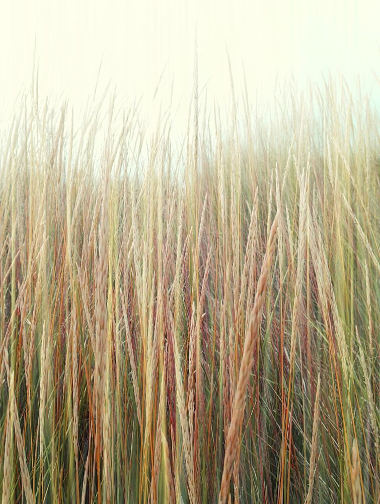 Serene Grass Texture art print by Angelo Cerantola for $57.95 CAD