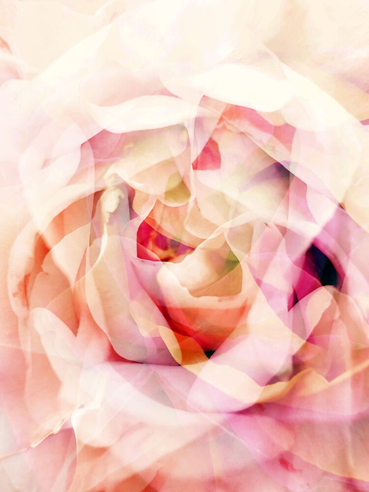 Dreamy Pink Rose art print by Angelo Cerantola for $57.95 CAD