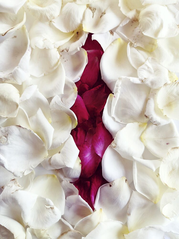 Sensual Petal Bloom art print by Angelo Cerantola for $57.95 CAD