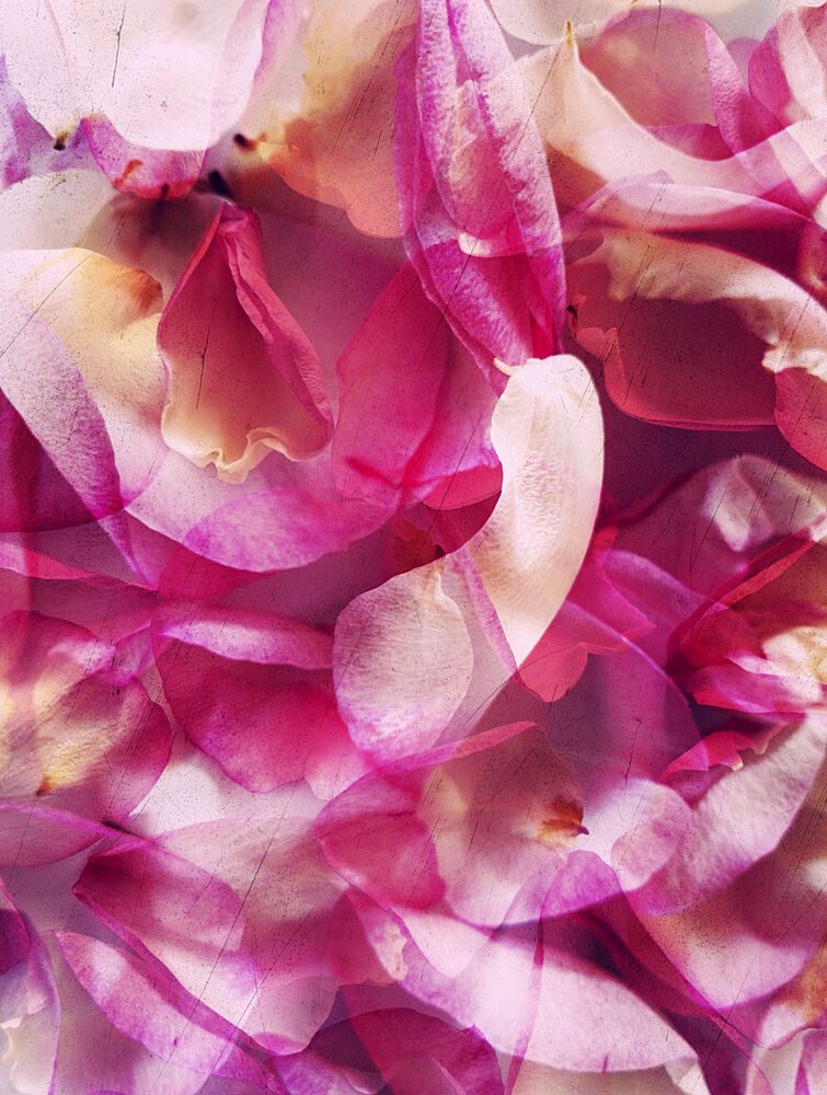 Dreamy Pink Petals art print by Angelo Cerantola for $57.95 CAD