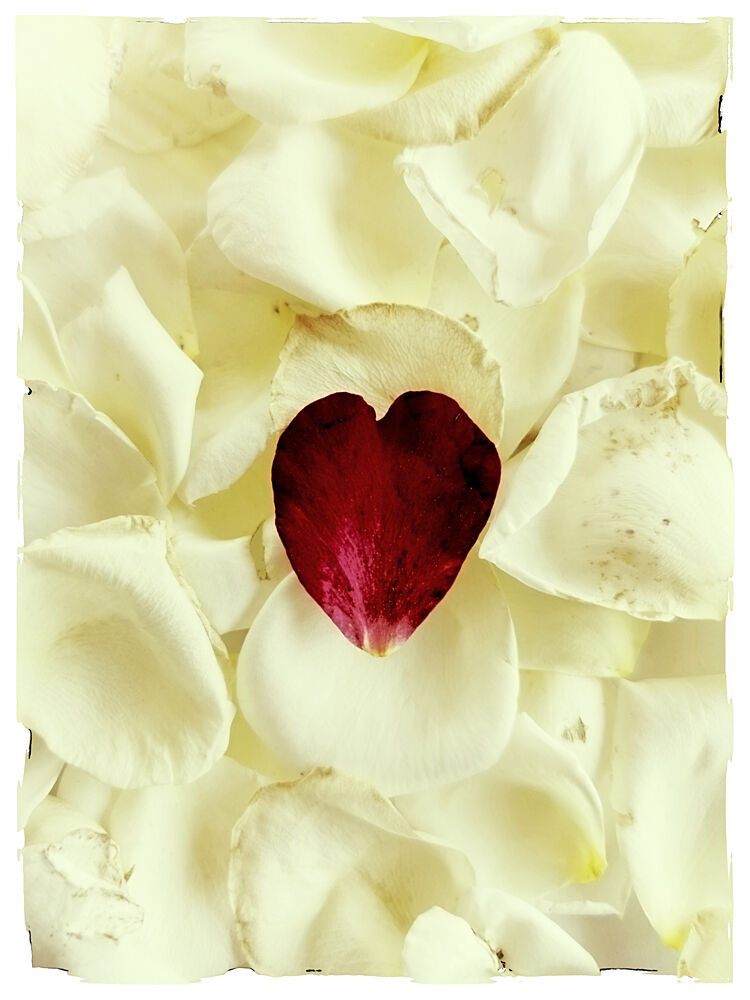 Delicate Rose Heart art print by Angelo Cerantola for $57.95 CAD