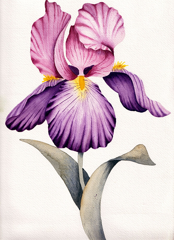 Vibrant Purple Iris art print by Salome for $57.95 CAD