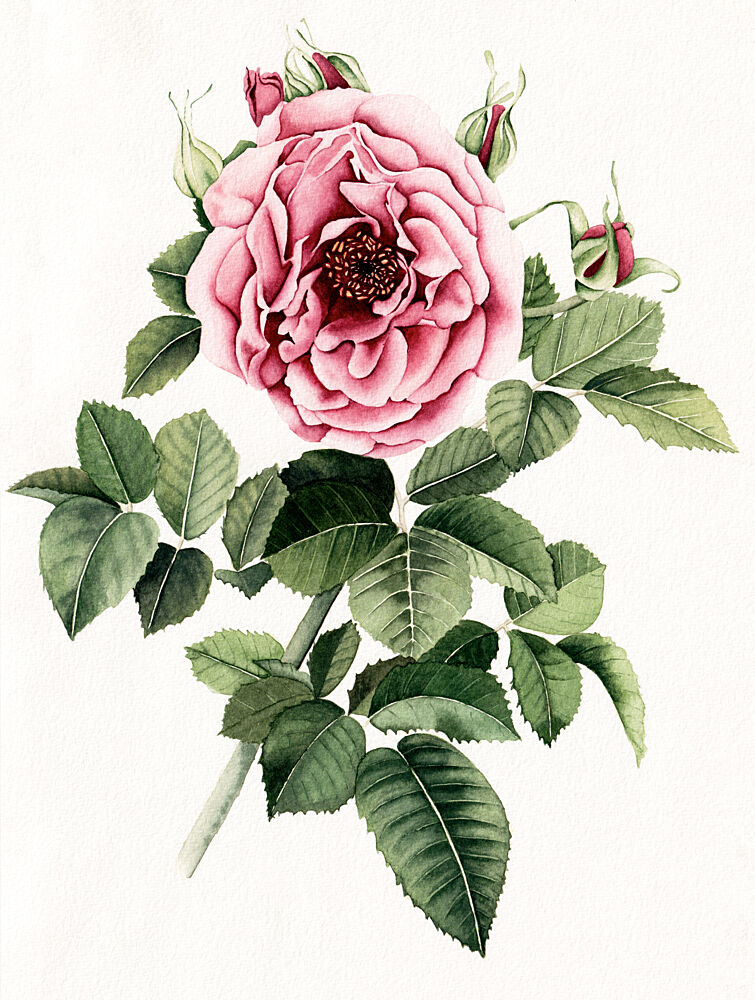 Blooming Pink Rose art print by Salome for $57.95 CAD