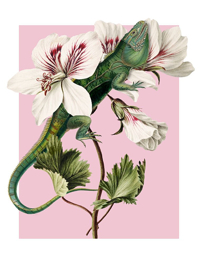 Green Lizard Pink Bloom art print by Marja van den Hurk for $57.95 CAD