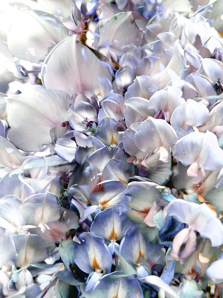Pastel Petal Cascade art print by Angelo Cerantola for $57.95 CAD