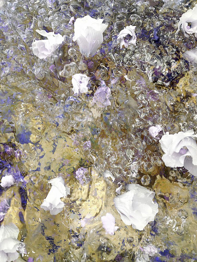 Dreamy Floral Reflections art print by Angelo Cerantola for $57.95 CAD