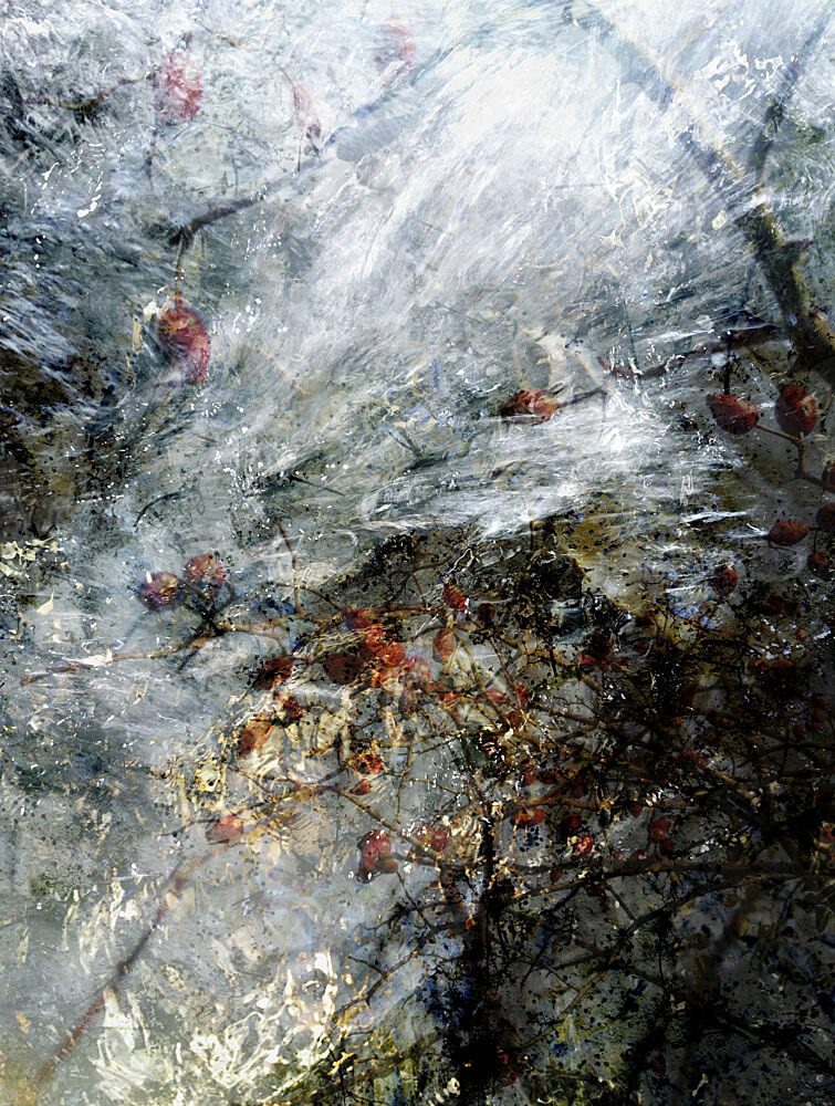 Frozen Winter Berries art print by Angelo Cerantola for $57.95 CAD