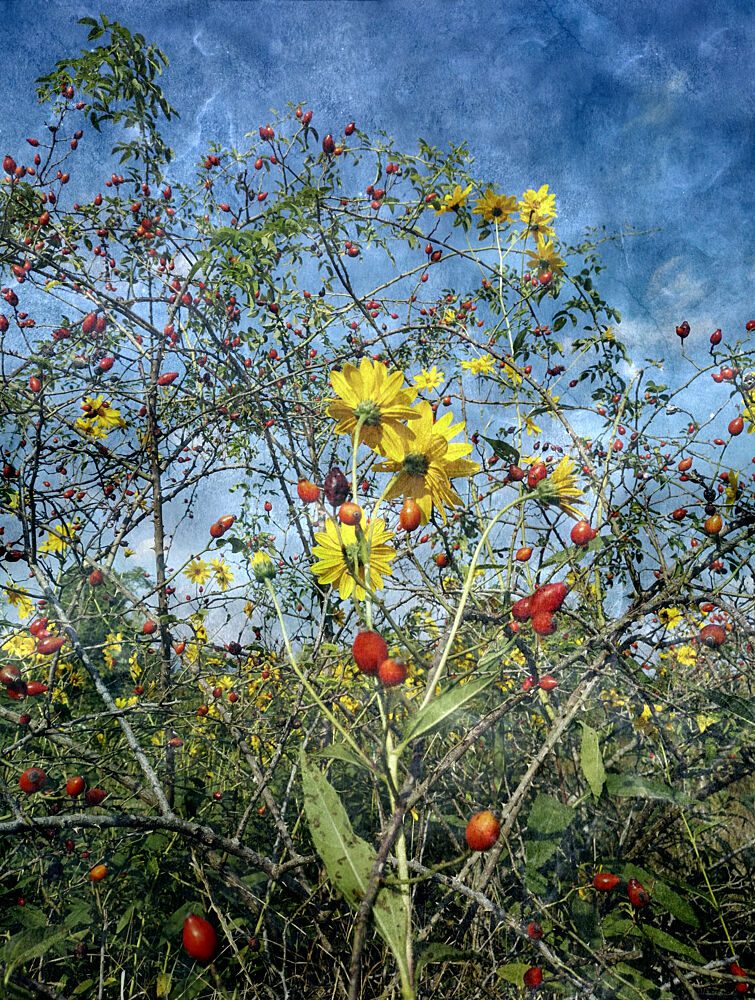Autumn Flowers and Rose Hips art print by Angelo Cerantola for $57.95 CAD