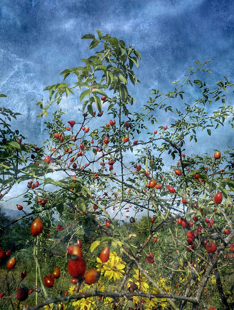 Rose Hips under Blue Sky art print by Angelo Cerantola for $57.95 CAD