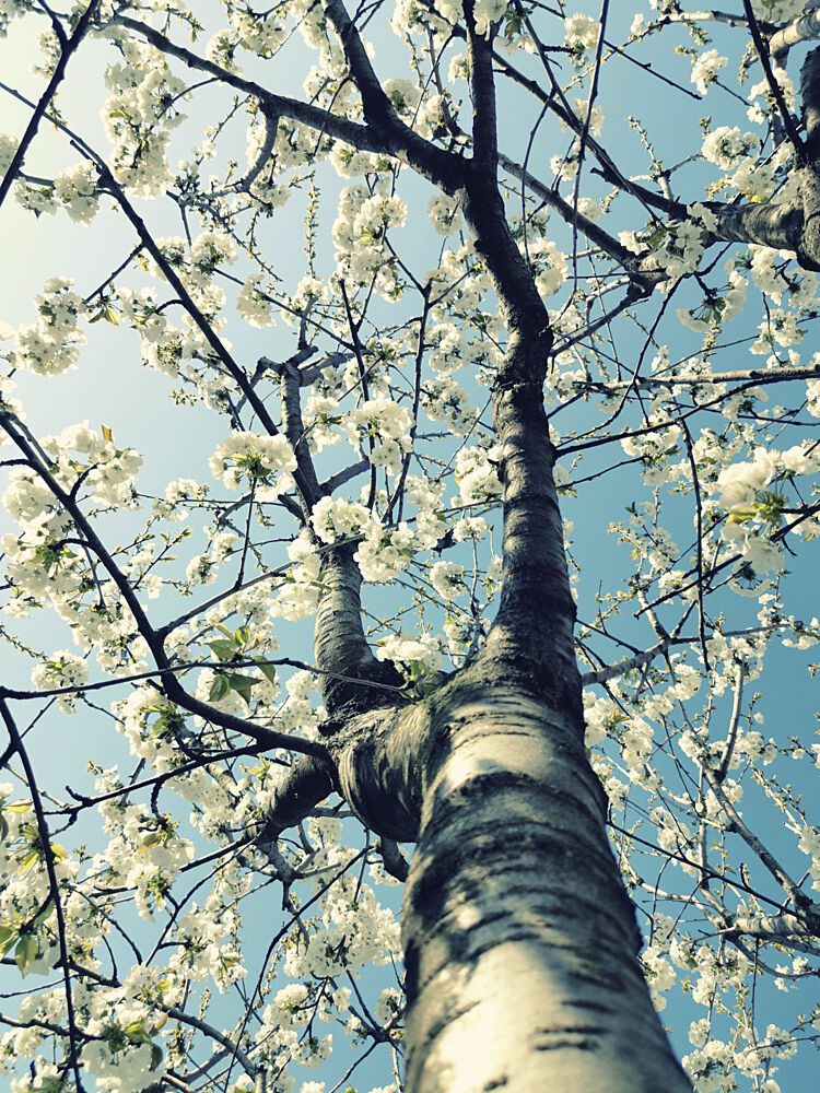 Spring Tree Blossoms art print by Angelo Cerantola for $57.95 CAD