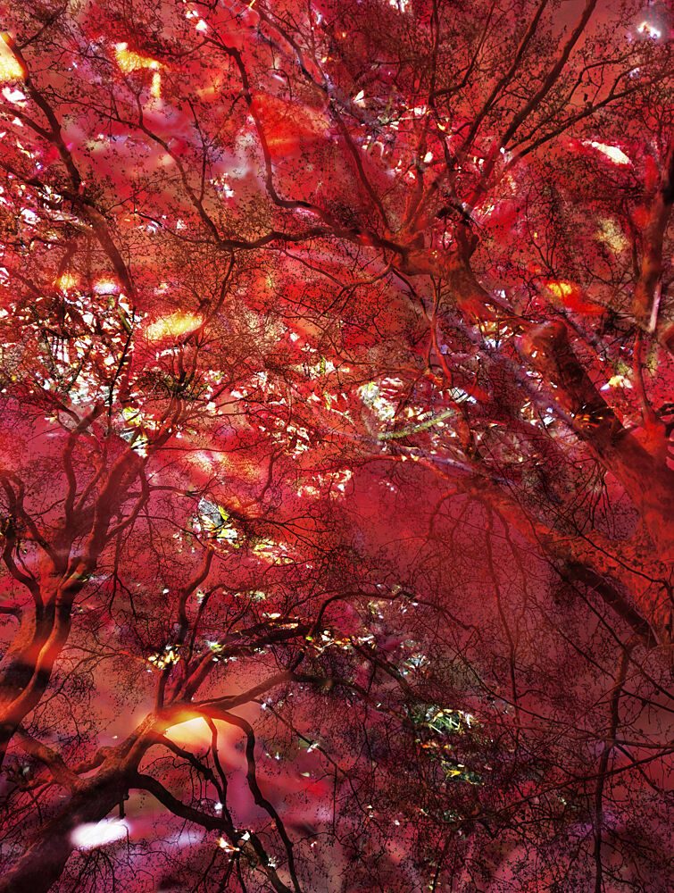 Crimson Tree Glow art print by Angelo Cerantola for $57.95 CAD