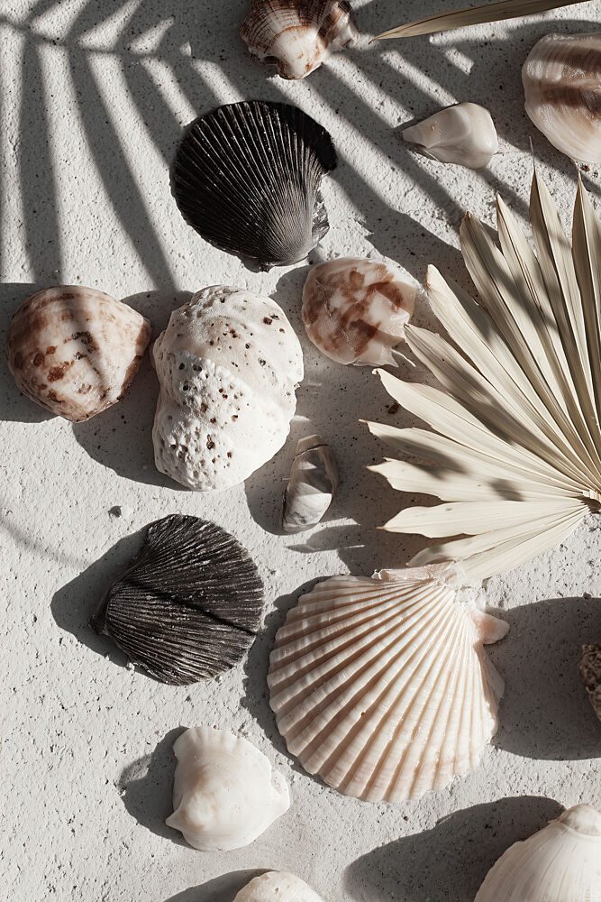 Shell Stories No 02 art print by Treechild for $57.95 CAD