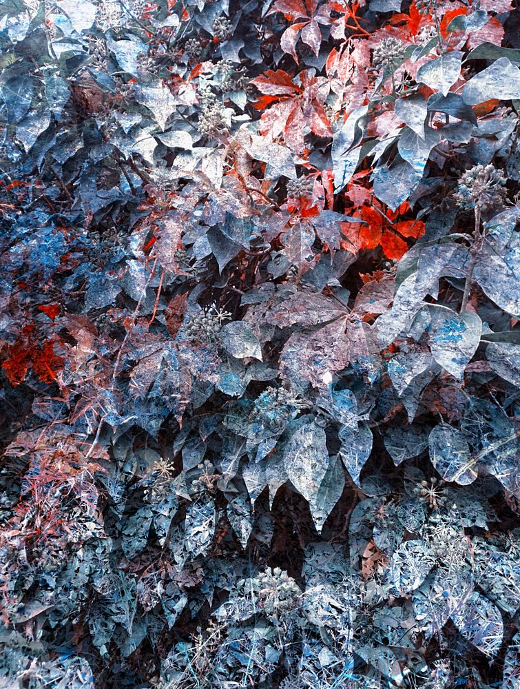 Vibrant Blue Red Foliage art print by Angelo Cerantola for $57.95 CAD