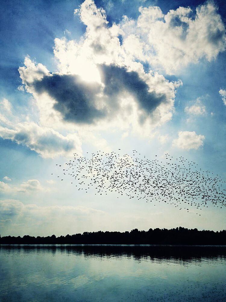 Murmuration over Calm Lake art print by Angelo Cerantola for $57.95 CAD