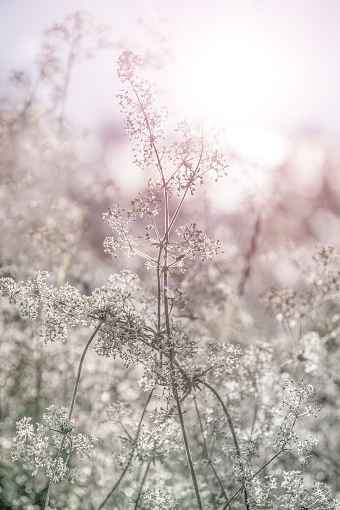 Dreamy Floral Light art print by EMELIEmaria for $57.95 CAD