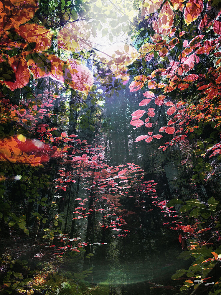 Enchanted Autumn Woods art print by Angelo Cerantola for $57.95 CAD