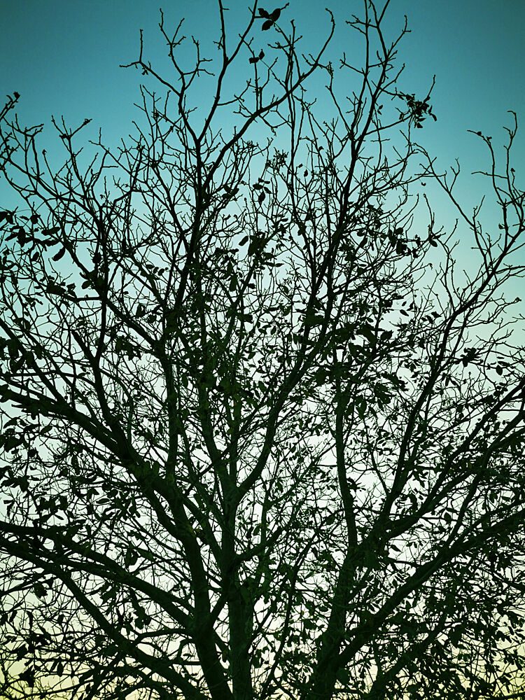 Tranquil Tree Silhouette art print by Angelo Cerantola for $57.95 CAD