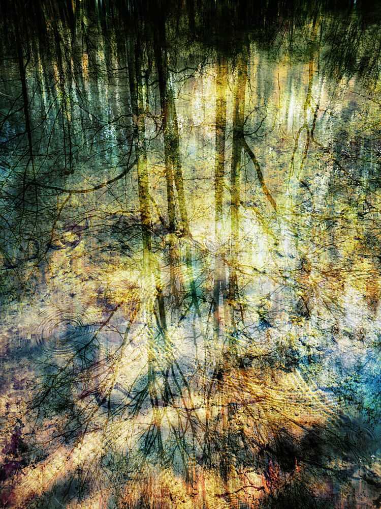 Abstract Forest Reflections art print by Angelo Cerantola for $57.95 CAD