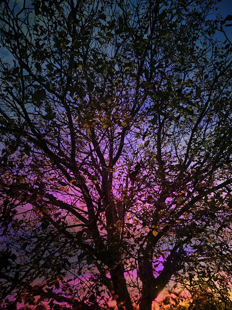 Vibrant Sunset Tree art print by Angelo Cerantola for $57.95 CAD