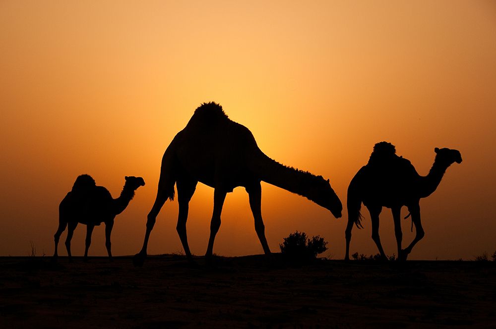The Desert Ship art print by Ahmed Al-Ibrahim for $57.95 CAD