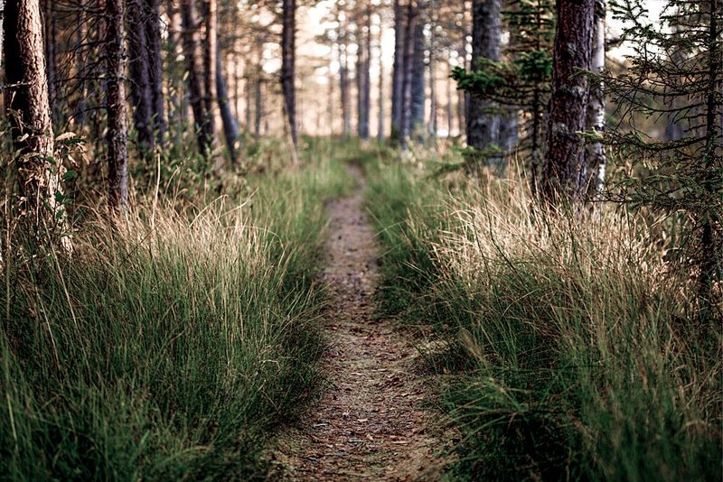Sunlit Forest Path art print by EMELIEmaria for $57.95 CAD