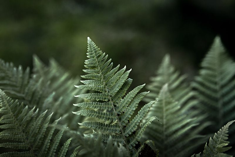 Forest Fern Glow art print by EMELIEmaria for $57.95 CAD