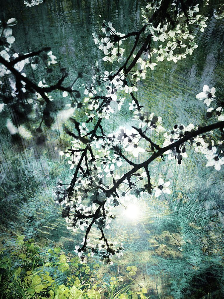 Ethereal Forest Bloom art print by Angelo Cerantola for $57.95 CAD