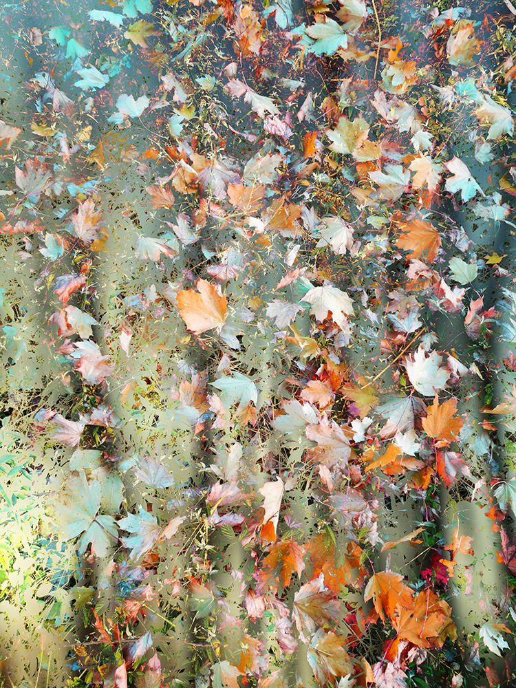 Magic Woods (2) art print by Angelo Cerantola for $57.95 CAD
