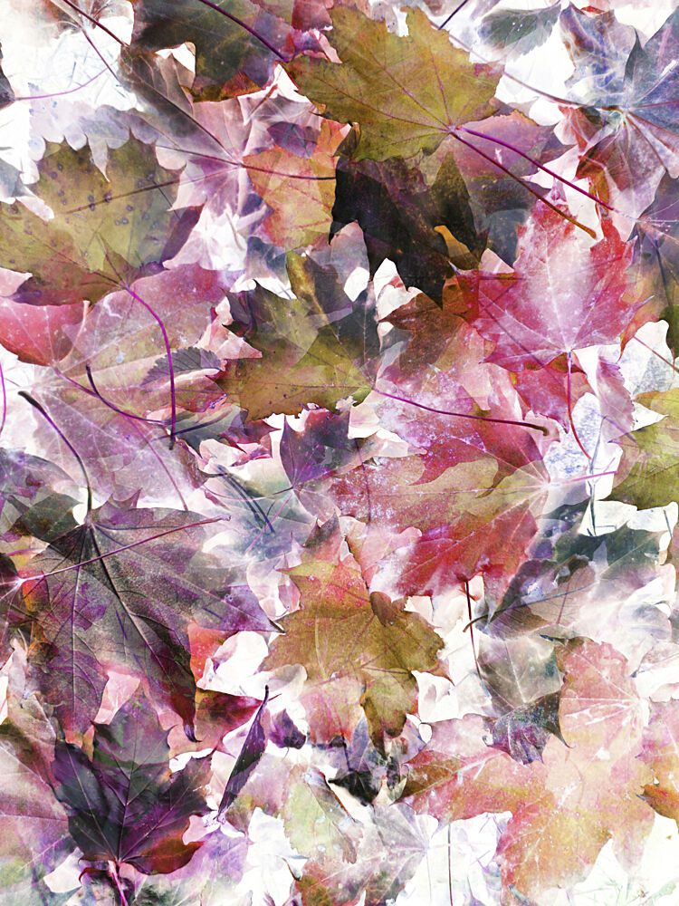 Vibrant Autumn Leaves art print by Angelo Cerantola for $57.95 CAD