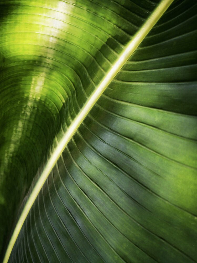 Vibrant Green Leaf Detail art print by Angelo Cerantola for $57.95 CAD