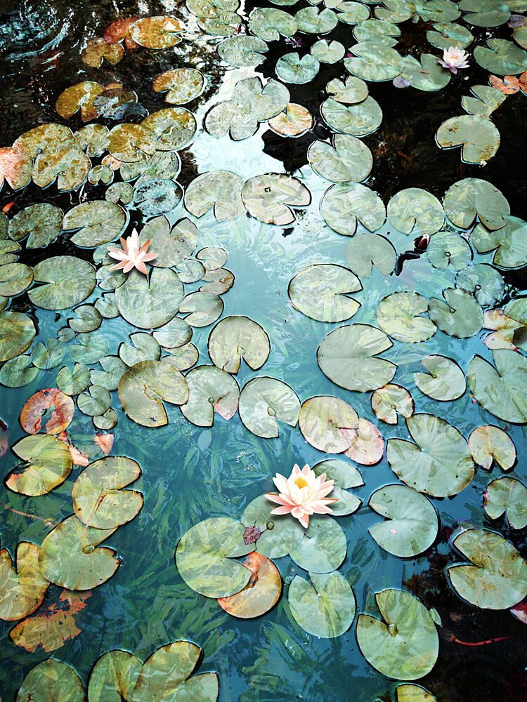 Water Lily Pond art print by Angelo Cerantola for $57.95 CAD
