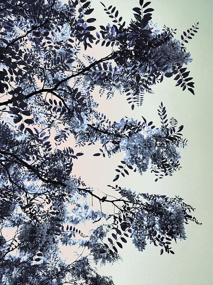 Blue Tree Blossoms art print by Angelo Cerantola for $57.95 CAD