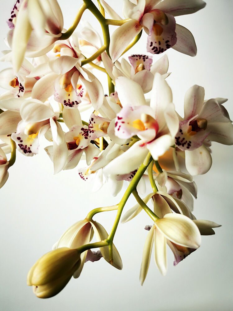 Elegant White Orchids art print by Angelo Cerantola for $57.95 CAD