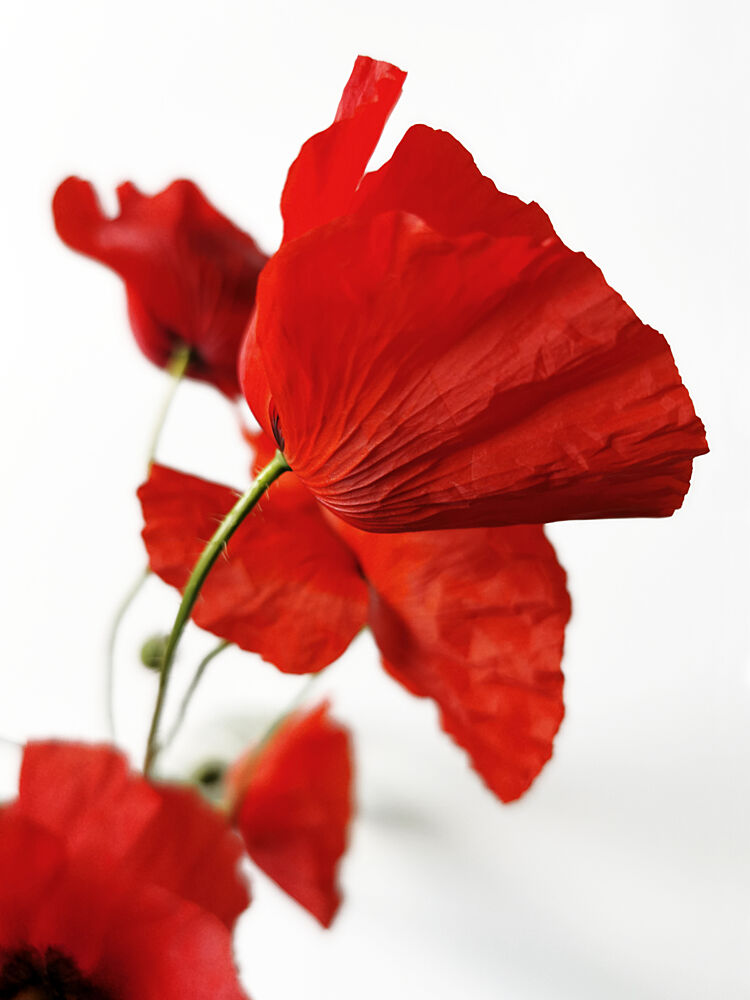 Vibrant Red Poppies art print by Angelo Cerantola for $57.95 CAD