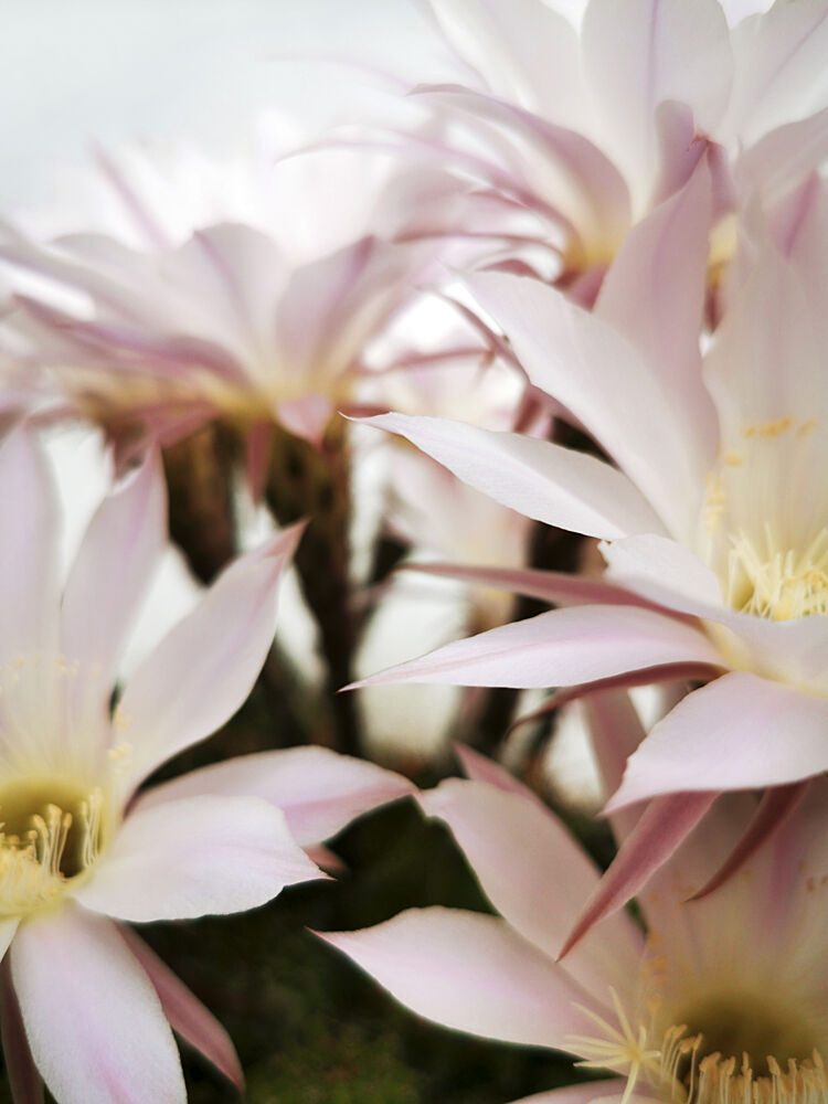 Soft Cactus Blooms art print by Angelo Cerantola for $57.95 CAD