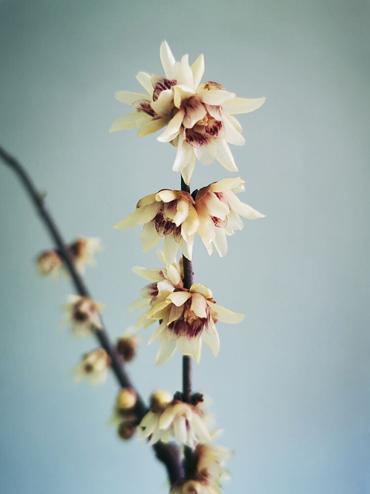 Delicate Winter Bloom art print by Angelo Cerantola for $57.95 CAD