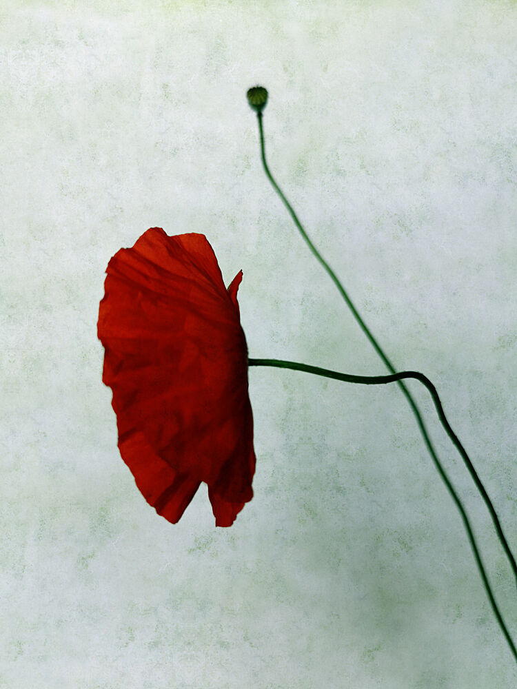 Red Poppy and Bud art print by Angelo Cerantola for $57.95 CAD