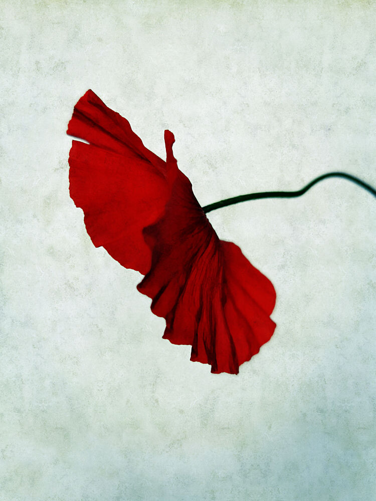 Vibrant Red Poppy art print by Angelo Cerantola for $57.95 CAD