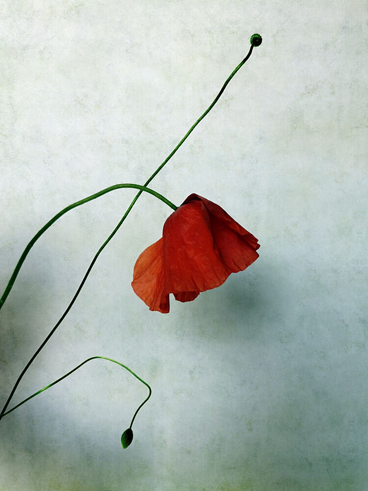 Delicate Red Poppy art print by Angelo Cerantola for $57.95 CAD