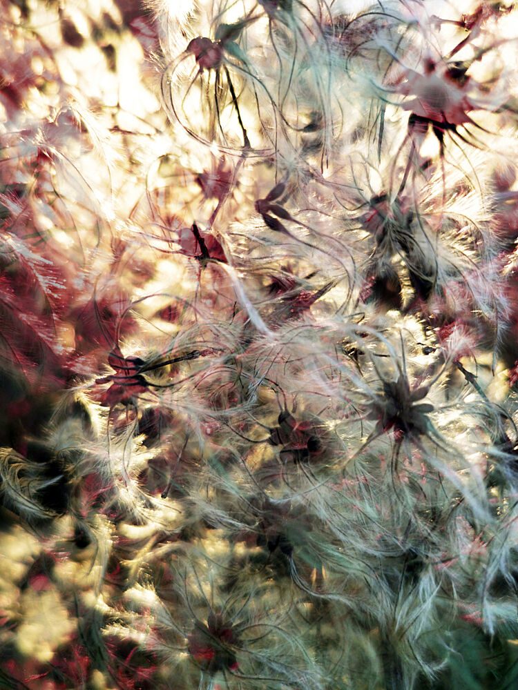 Fluffy Botanical Glow art print by Angelo Cerantola for $57.95 CAD
