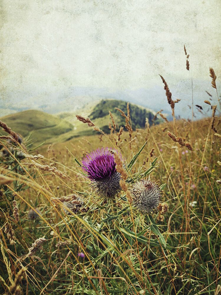 Purple Thistle Mountain View art print by Angelo Cerantola for $57.95 CAD