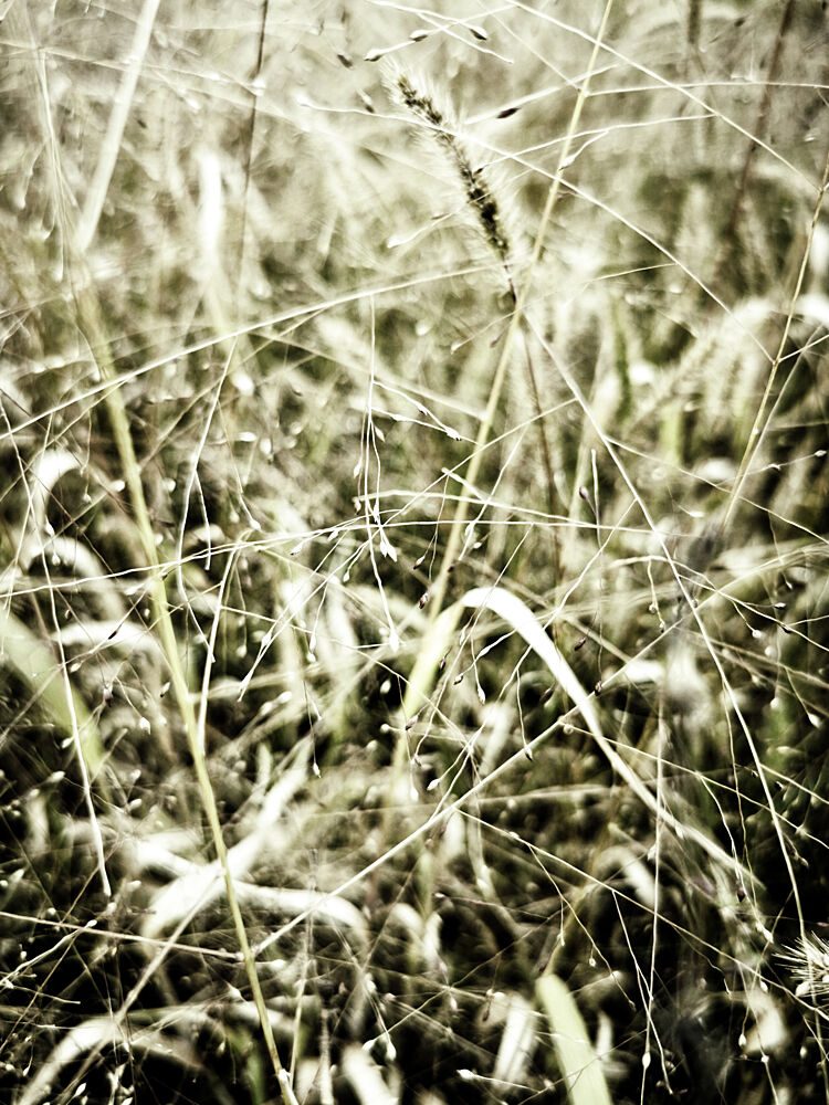 In the Grass 3 art print by Angelo Cerantola for $57.95 CAD