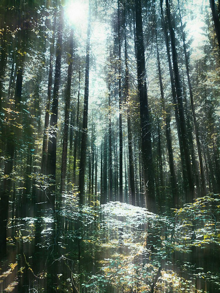 Sunlight Through Trees art print by Angelo Cerantola for $57.95 CAD